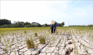 Chung tay quản lý đất bền vững 
