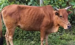 Chủ động bảo vệ đàn vật nuôi trong điều kiện thời tiết bất lợi​