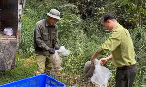 Thả 112 động vật hoang dã quý hiếm về Vườn Quốc gia Bù Gia Mập