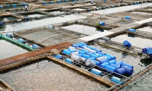 Xây dựng thương hiệu cá sông Đà