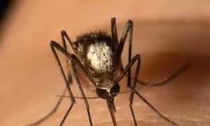 Cuba: Phát hiện muỗi Aedes vittatus có thể truyền bệnh sốt xuất huyết
