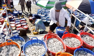 Ngư dân Lâm Đồng được mùa cá cơm