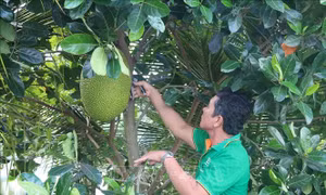 Giá mít Thái tăng gấp đôi giúp nông dân thêm thu nhập