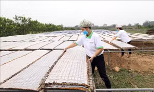 Bắc Giang bảo hộ, phát triển tài sản trí tuệ các sản phẩm chủ lực, đặc trưng