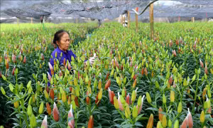 Làng hoa Tây Tựu rộn ràng chuẩn bị mùa hoa Tết Canh Tý