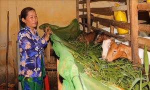 Nâng cao chất lượng nguồn vốn tín dụng chính sách