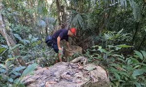 Rừng giàu Kbang liên tục 'chảy máu'