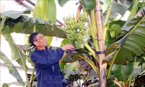 Đặc sản chuối tiến Vua dịp Tết khan hiếm