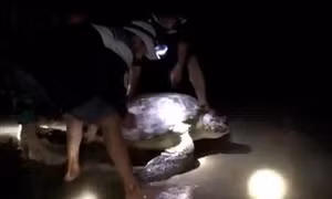 Đưa cá thể rùa biển nặng 120kg trở lại biển