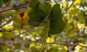 Vị ngọt 'nho biển' giữa Trường Sa