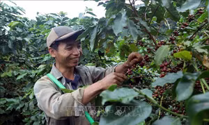 Lan tỏa thương hiệu cà phê Sơn La