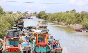 Cơ cấu lại đội tàu khai thác thủy sản theo hướng bền vững