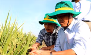 Trình diễn và đánh giá giống lúa vụ Đông Xuân 2022 - 2023