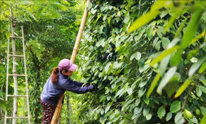 Giá trị kép từ sản xuất hồ tiêu hữu cơ