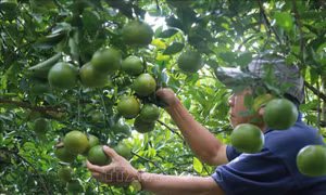 Hỗ trợ nông dân kinh phí khôi phục diện tích quýt hồng Lai Vung