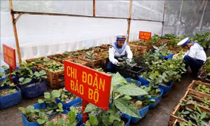 Xuân về ở Trường Sa - Bài 2: Màu xanh giữa trùng khơi