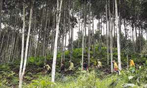 Giữ rừng dịp Tết Nguyên đán