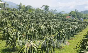 Tiền Giang tăng cường cấp mã số vùng trồng trái cây
