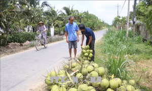 Giá dừa xiêm xanh Bến Tre tăng mạnh
