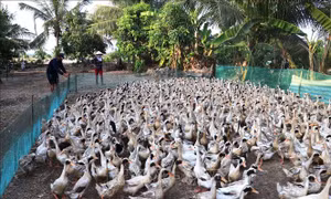 Giá trứng vịt tăng cao