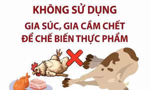 Khuyến cáo người dân vùng bão lũ không sử dụng gia súc, gia cầm chết chế biến thực phẩm