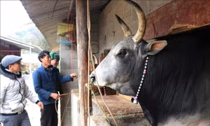 Chủ động bảo vệ đàn gia súc, giảm thiệt hại do rét đậm, rét hại