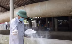 Tập trung xử lý ổ dịch lở mồm long móng tại Bến Tre