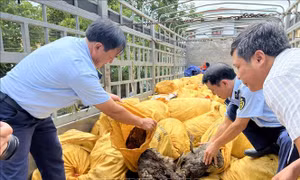 Thu giữ 11 tấn mỡ động vật đang có dấu hiệu phân hủy, không rõ nguồn gốc