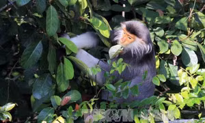Bảo tồn loài linh trưởng quý hiếm tại Khu bảo tồn thiên nhiên Pù Hu