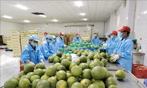 Vĩnh Long: Mở rộng diện tích bưởi da xanh cho thị trường xuất khẩu