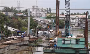 Tiền Giang đầu tư hơn 1,2 tỷ đồng trồng lục bình và cây chống sạt lở kênh rạch 