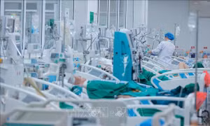 Lạm dụng rượu kéo dài dẫn tới xơ gan nặng, nhiều bệnh nhân nguy kịch