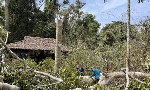Dông, lốc làm gãy đổ hàng loạt cây rừng tại Khu Di tích lịch sử Trung ương Cục miền Nam