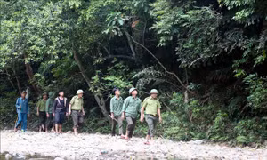 Giữ nguồn tài nguyên rừng quý giá - Bài 1: Phát triển sinh kế xanh