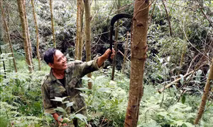 Đưa Tuyên Quang trở thành tỉnh phát triển khá, toàn diện, bền vững - Bài cuối: Hình thành vùng nguyên liệu rừng lớn