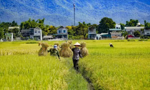 Nông nghiệp và môi trường trên hành trình kiến tạo kinh tế xanh