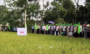 Phát triển nhanh giống mới cho chuyển đổi cơ cấu cây trồng