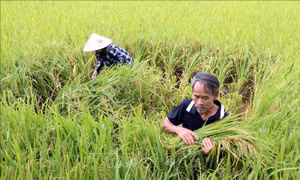 Thúc đẩy chuỗi lúa gạo giảm phát thải phía Bắc