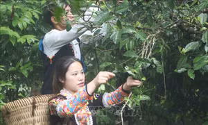 Biến món quà quý từ thiên nhiên thành sản phẩm chủ lực