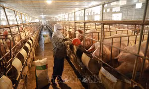 Bộ trưởng Nguyễn Xuân Cường: Xây dựng vùng an toàn dịch bệnh là chìa khóa trong chăn nuôi
