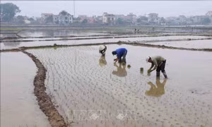 Hà Nội còn 1.100 ha gieo cấy cần nước từ các hồ chứa thủy điện