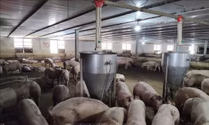 Đảm bảo nguồn cung thịt lợn cung cấp dịp Tết Nguyên đán Bính Ngọ