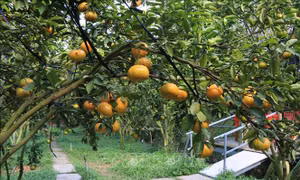 Nhà vườn quýt hồng Lai Vung mở cửa đón khách
