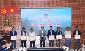 Bàn giải pháp phát triển Sâm Lai Châu