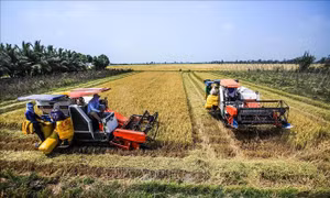 Đổi mới tư duy, thúc đẩy phát triển nông nghiệp và nông thôn bền vững vùng ĐBSCL