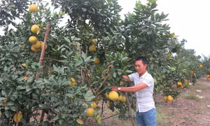 Hướng đi mới cho cây bưởi đặc sản ở Phú Thọ