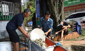 Thả trên 10 triệu con cá giống tạo nguồn thủy sản cho hồ Thác Bà