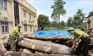 Thái Nguyên: Võ Nhai bảo vệ rừng từ gốc