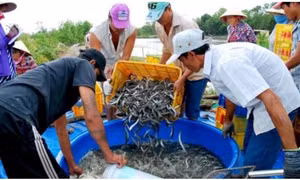 Cá kèo hút hàng, tăng giá dịp cận Tết