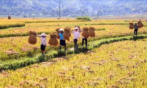 Lai Châu giữ vững thương hiệu đặc sản gạo Séng cù